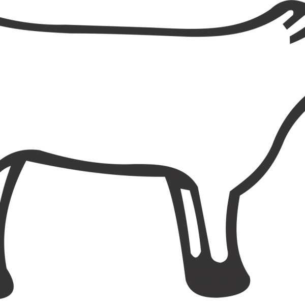 Heifer Steer