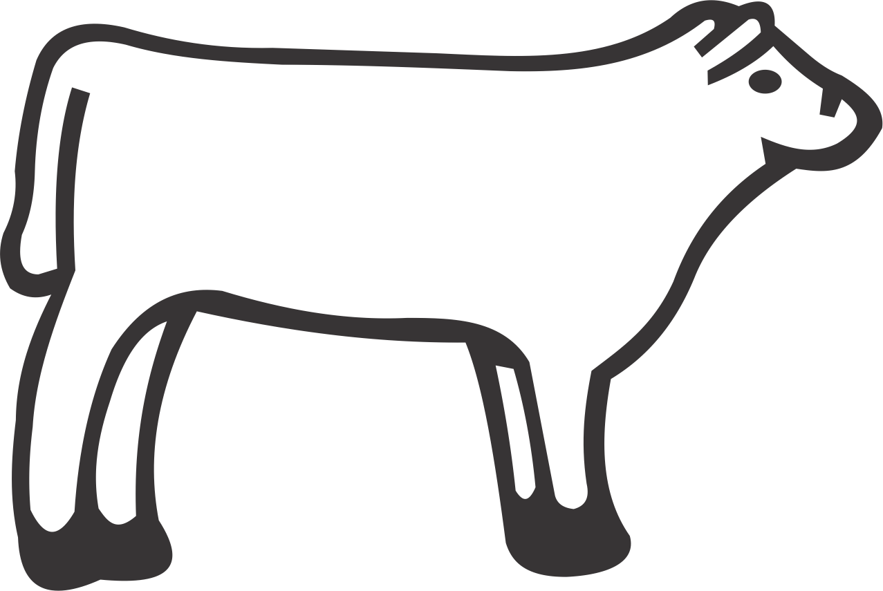 Heifer Steer